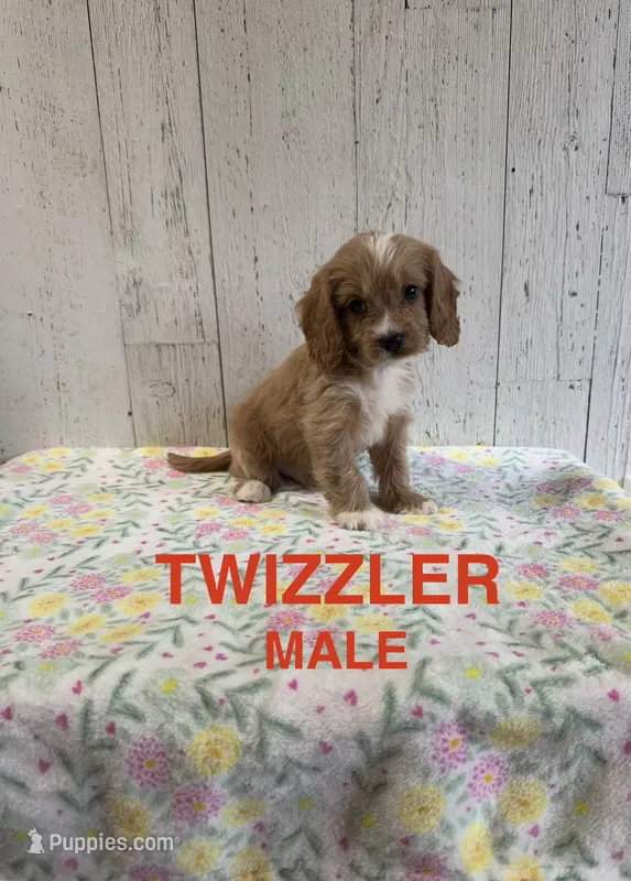 Twizzler  – Cavapoo puppy for sale in Battle Creek, MI