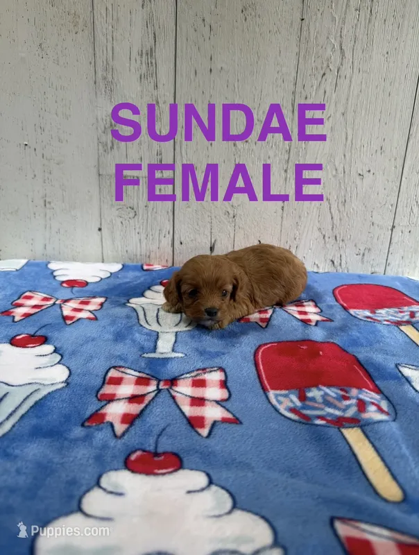 Sundae – Cavapoo puppy for sale in Battle Creek, MI