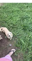 Chance, a male Miniature Dachshund for sale in Battle Creek, MI – 2 of 5