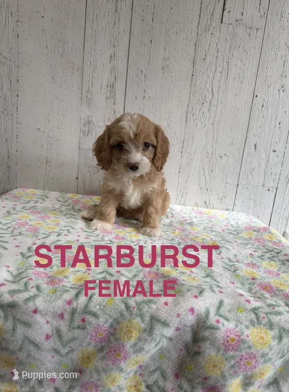 Starburst – Cavapoo puppy for sale in Battle Creek, MI