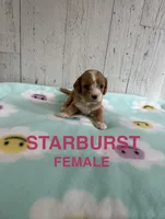 Starburst, a female Cavapoo for sale in Battle Creek, MI – 1 of 1