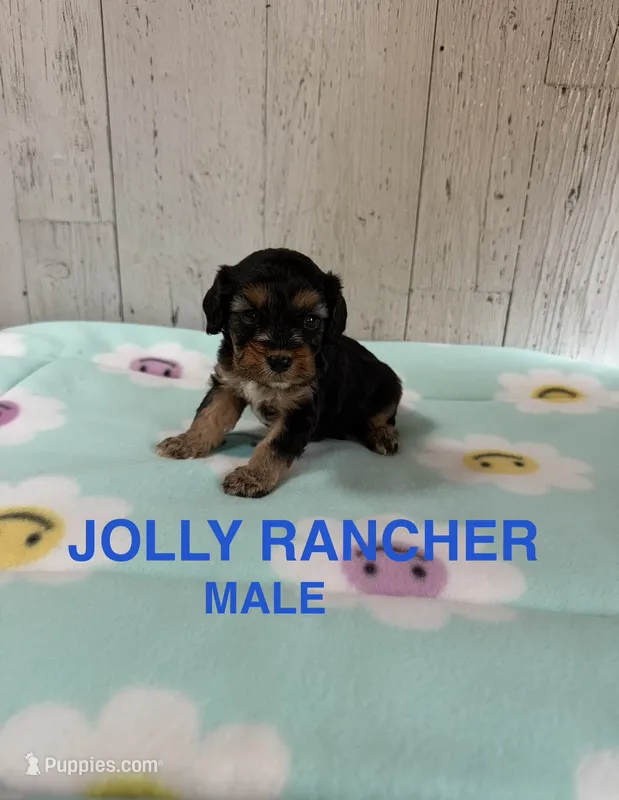 Jolly Rancher  – Cavapoo puppy for sale in Battle Creek, MI