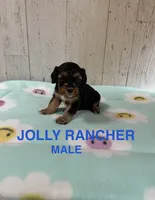 Jolly Rancher , a male Cavapoo for sale in Battle Creek, MI – 1 of 1