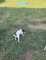 Rat Terrier , a male Rat Terrier for sale in Battle Creek, MI – 3 of 3