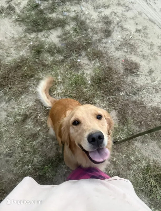 Bonnie – Golden Retriever puppy for sale in Battle Creek, MI