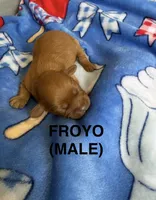 Froyo, a male Cavapoo for sale in Battle Creek, MI – 1 of 1