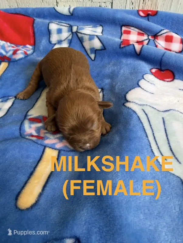 Milkshake – Cavapoo puppy for sale in Battle Creek, MI