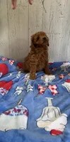F1b Cavapoo, a male Cavapoo for sale in Battle Creek, MI – 3 of 3