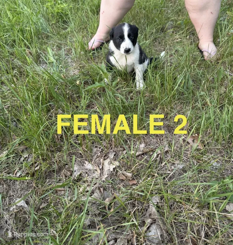 Female 2 – Australian Shepherd, Border Collie puppy for sale in Battle Creek, MI