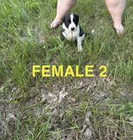 Female 2, a female Australian Shepherd and Border Collie for sale in Battle Creek, MI – 1 of 1