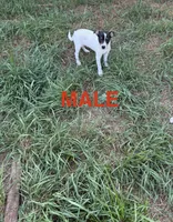 Rat Terrier , a male Rat Terrier for sale in Battle Creek, MI – 2 of 3