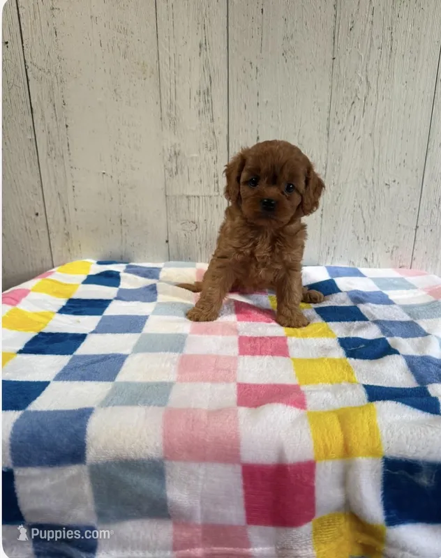 Milkshake  – Cavapoo puppy for sale in Battle Creek, MI
