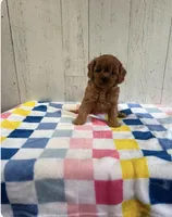 Milkshake , a female Cavapoo for sale in Battle Creek, MI – 1 of 1