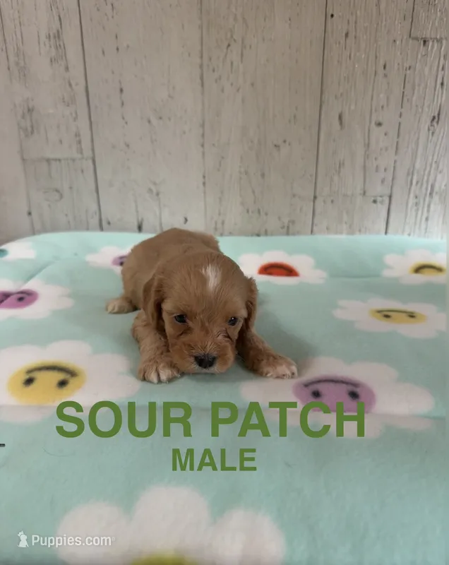 Sour Patch – Cavapoo puppy for sale in Battle Creek, MI