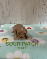 Sour Patch, a male Cavapoo for sale in Battle Creek, MI – 1 of 1