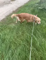 Bonnie, a female Golden Retriever for sale in Battle Creek, MI – 2 of 3