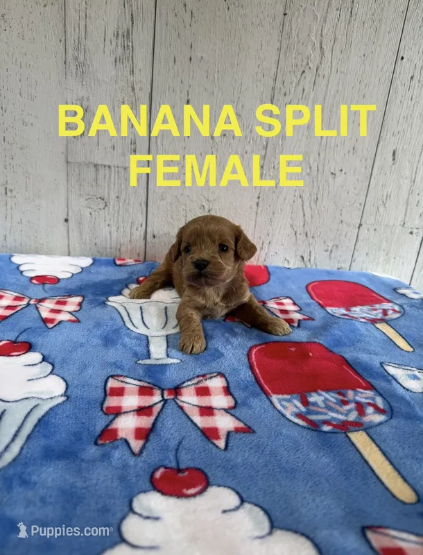 Banana Split – Cavapoo puppy for sale in Battle Creek, MI