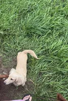 Chance, a male Miniature Dachshund for sale in Battle Creek, MI – 5 of 5