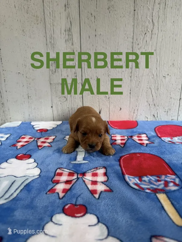 Sherbert  – Cavapoo puppy for sale in Battle Creek, MI