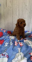 F1b Cavapoo, a male Cavapoo for sale in Battle Creek, MI – 1 of 3