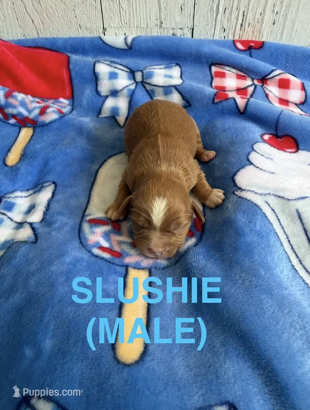 Slushie – Cavapoo puppy for sale in Battle Creek, MI