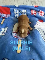 Slushie, a male Cavapoo for sale in Battle Creek, MI – 1 of 1