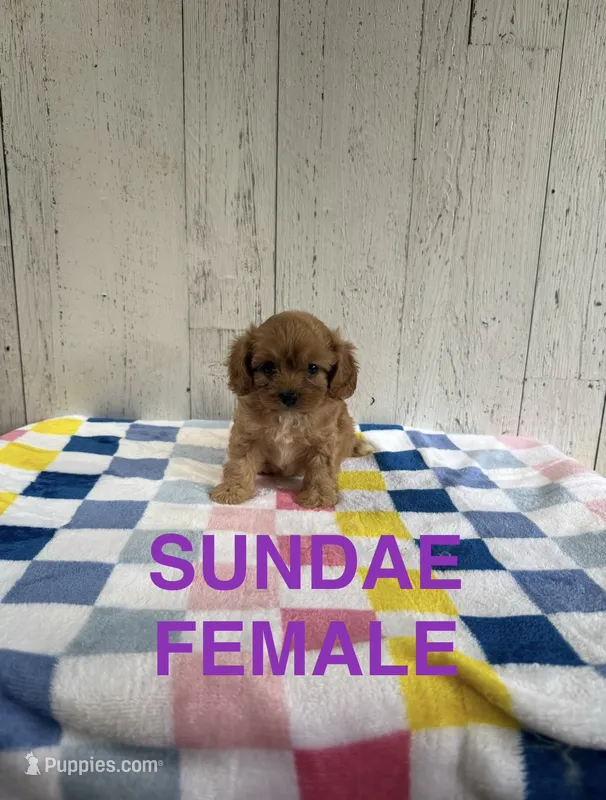 Sundae – Cavapoo puppy for sale in Battle Creek, MI