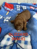 Blizzard, a male Cavapoo for sale in Battle Creek, MI – 1 of 1
