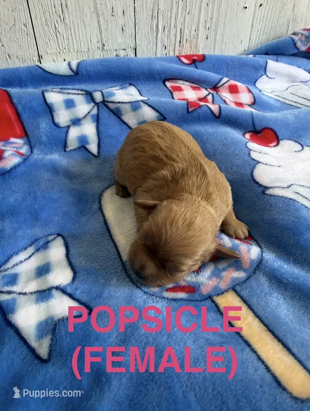 Popsicle – Cavapoo puppy for sale in Battle Creek, MI