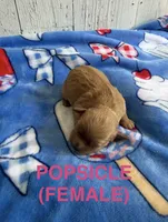 Popsicle, a female Cavapoo for sale in Battle Creek, MI – 1 of 1