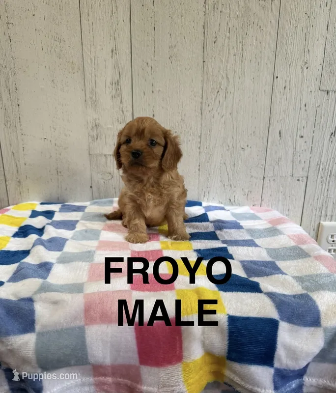 Froyo – Cavapoo puppy for sale in Battle Creek, MI