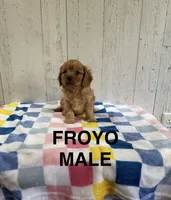 Froyo, a male Cavapoo for sale in Battle Creek, MI – 1 of 1