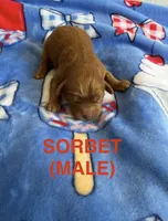 Sorbet, a male Cavapoo for sale in Battle Creek, MI – 1 of 1