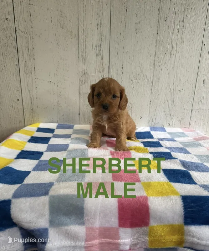 Sherbert  – Cavapoo puppy for sale in Battle Creek, MI
