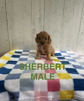 Sherbert , a male Cavapoo for sale in Battle Creek, MI – 1 of 1
