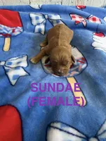 Sundae, a female Cavapoo for sale in Battle Creek, MI – 1 of 1