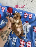 Jelly, a female Cavapoo for sale in Battle Creek, MI – 2 of 2