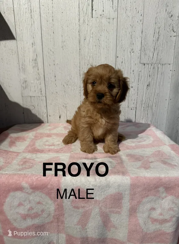 Froyo – Cavapoo puppy for sale in Battle Creek, MI