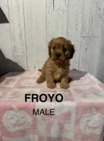 Froyo, a male Cavapoo for sale in Battle Creek, MI – 1 of 1