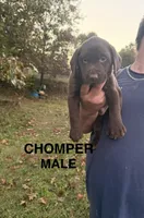 Chomper, a male Labrador Retriever for sale in Battle Creek, MI – 1 of 1