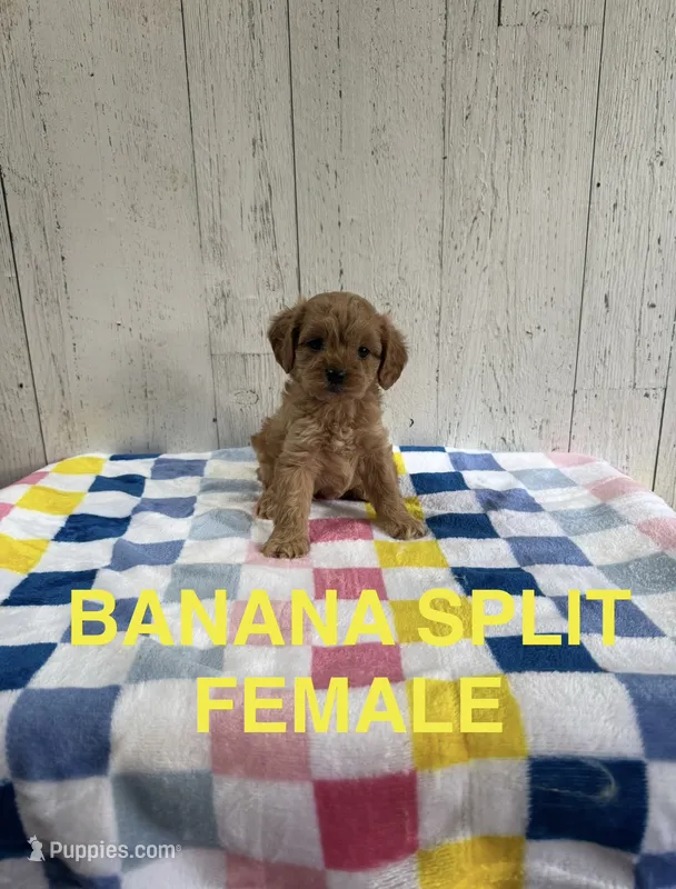 Banana Split – Cavapoo puppy for sale in Battle Creek, MI