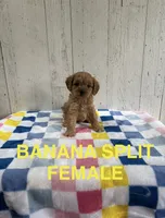 Banana Split, a female Cavapoo for sale in Battle Creek, MI – 1 of 1