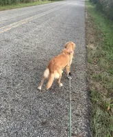 Bonnie, a female Golden Retriever for sale in Battle Creek, MI – 3 of 3