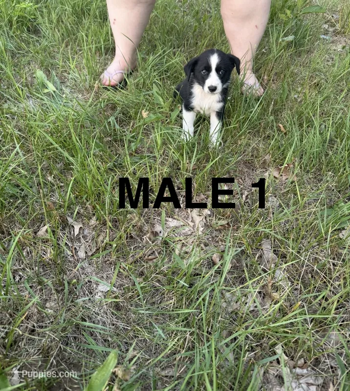 Male 1 – Australian Shepherd, Border Collie puppy for sale in Battle Creek, MI