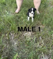 Male 1, a male Australian Shepherd and Border Collie for sale in Battle Creek, MI – 1 of 1