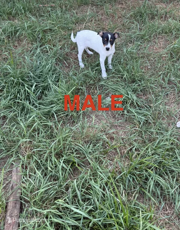Rat Terrier  – Rat Terrier puppy for sale in Battle Creek, MI