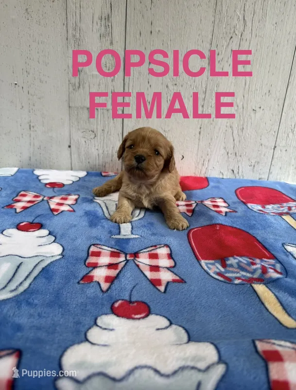 Popsicle – Cavapoo puppy for sale in Battle Creek, MI
