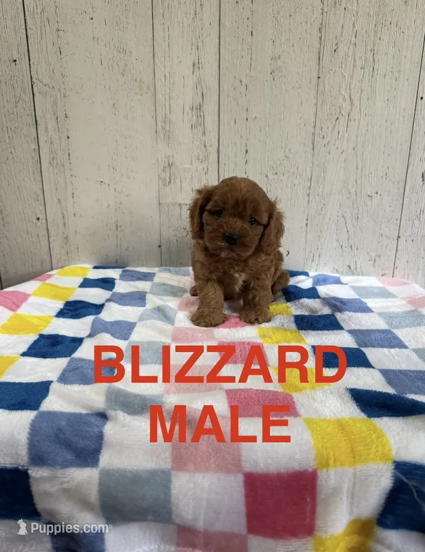 Blizzard – Cavapoo puppy for sale in Battle Creek, MI