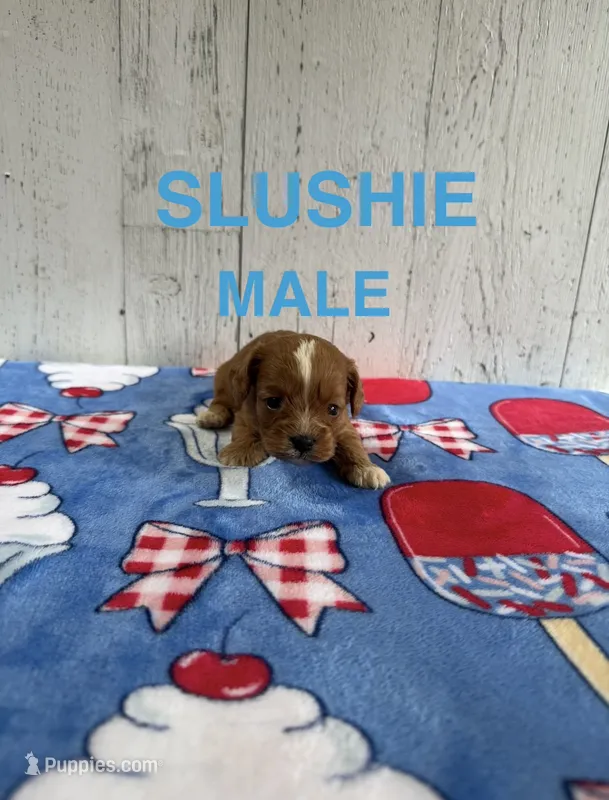 Slushie – Cavapoo puppy for sale in Battle Creek, MI