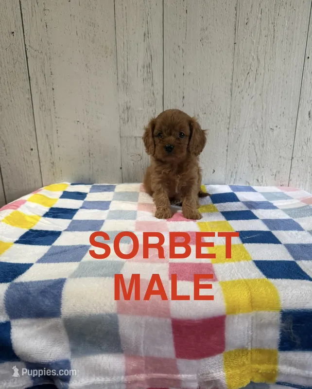 Sorbet – Cavapoo puppy for sale in Battle Creek, MI